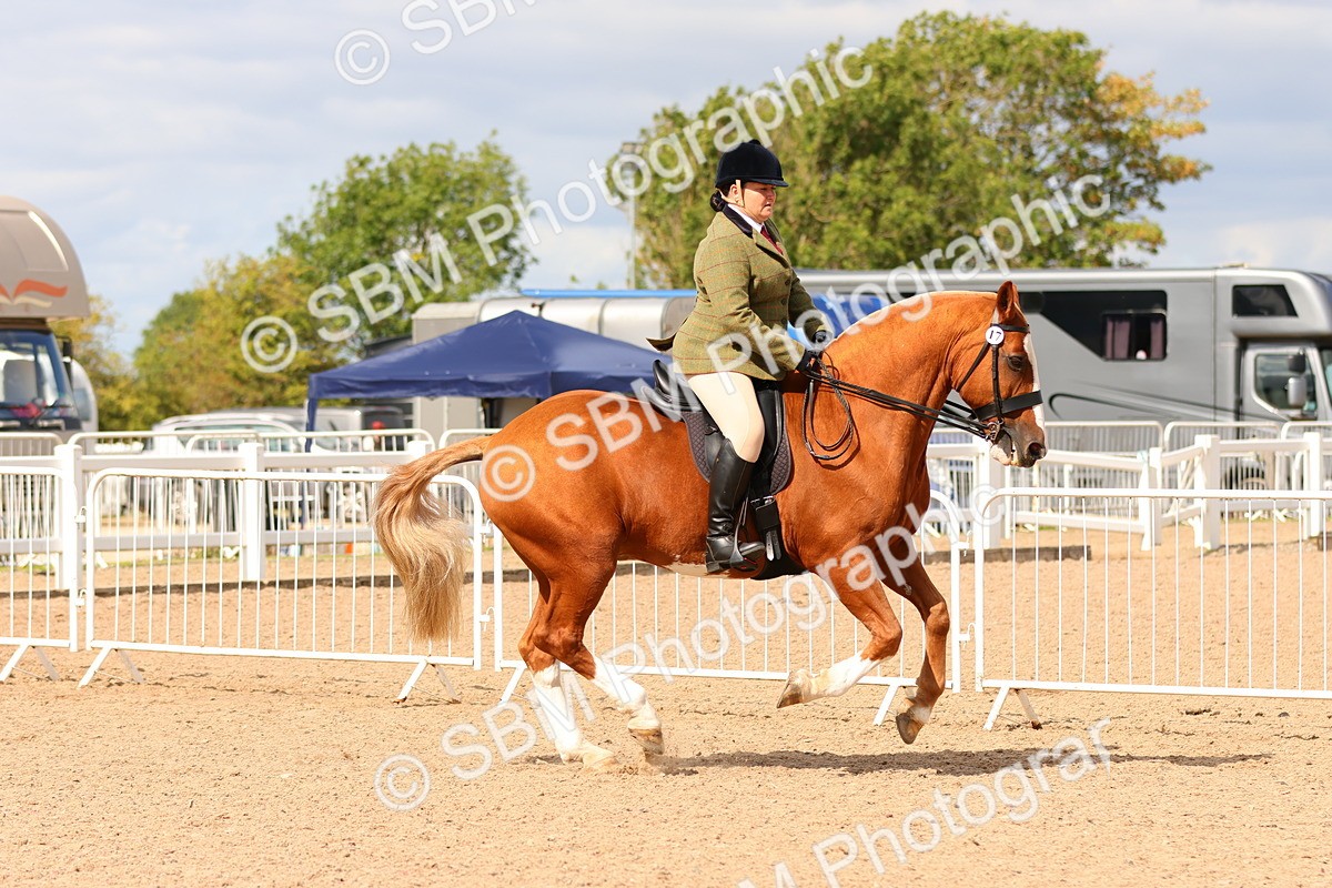 SBM_15490 - Class 214 - Ridden Show Cob