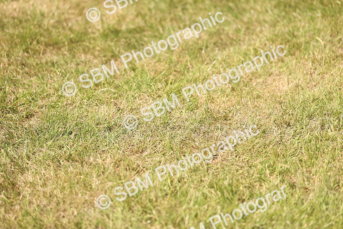 SBM_15016 - Class 78 - LIHS BSHA Open Racehorse & Show Horse