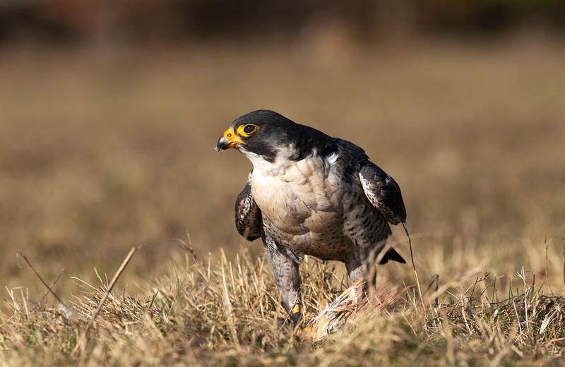 Down at eye level - Wildlife
