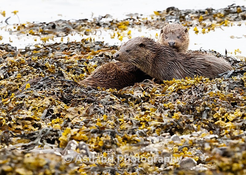 Astland Photography, Bird and Wildlife Images, Susan and Peter Wilson, U.K.