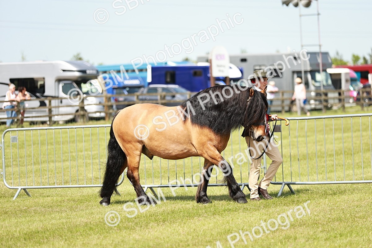 SBM_02476 - Class 14-23 - Mountain & Moorland In Hand Non Welsh