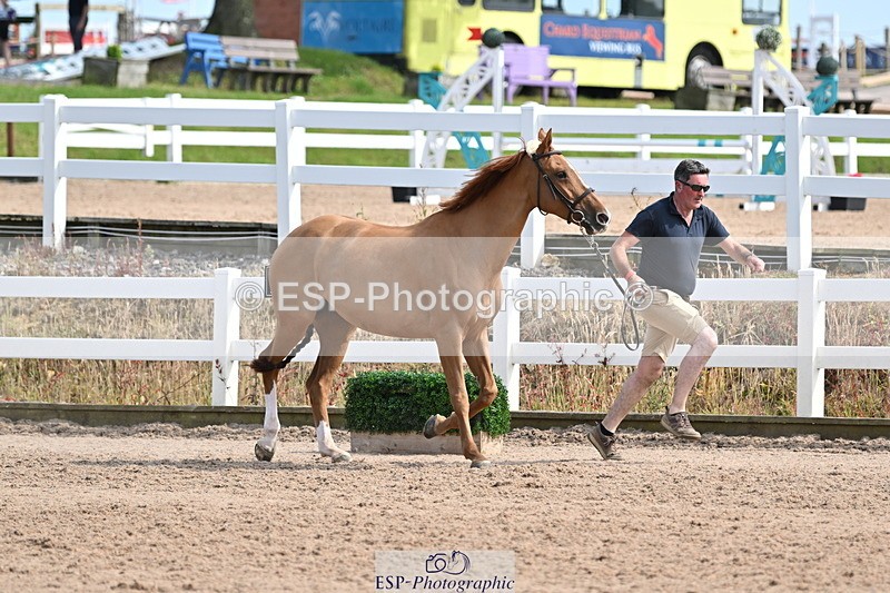 240717A-161020-03331 - Trot Up 4pm to 5pm