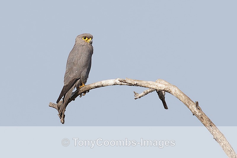 Grey Kestrel - The Gambia