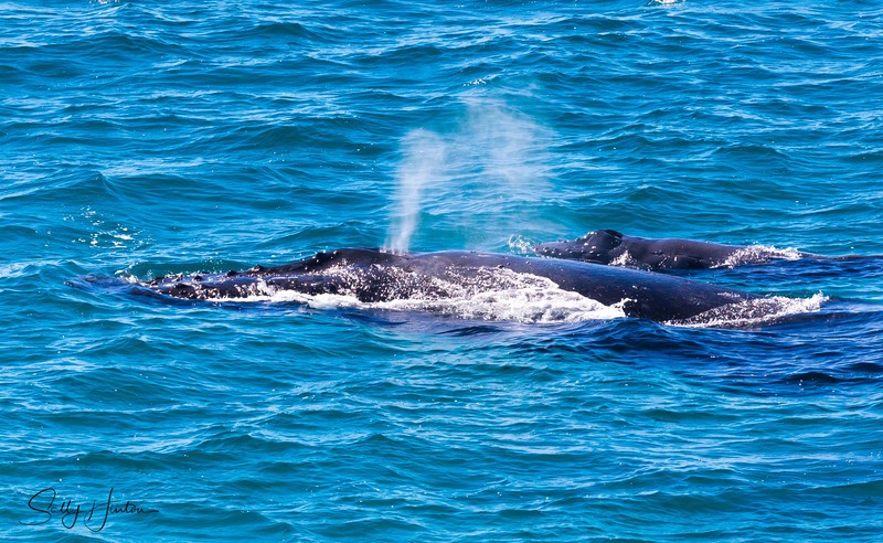 Mother and Calf 1