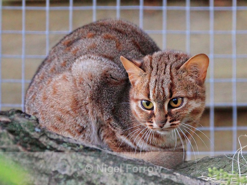 Rusty-spotted Cat - Cats, Various