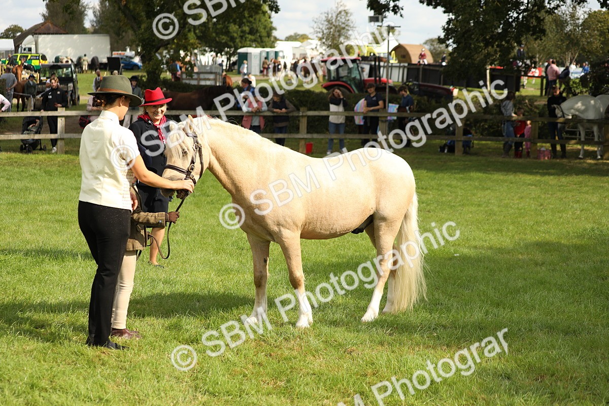 SBM_62772 - S46 - Mountain & Moorland In Hand Small Breeds
