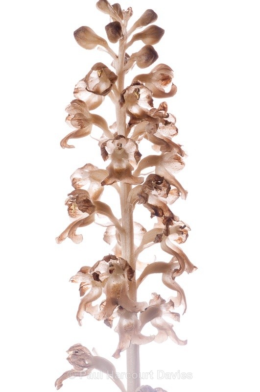  - WB: Orchids - Various