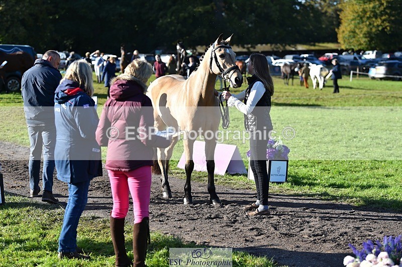 231022-102944-22521 - 442-BICTON.INCREDIBLY.DUN-millie.jo.challinor-TrotUp+SJ
