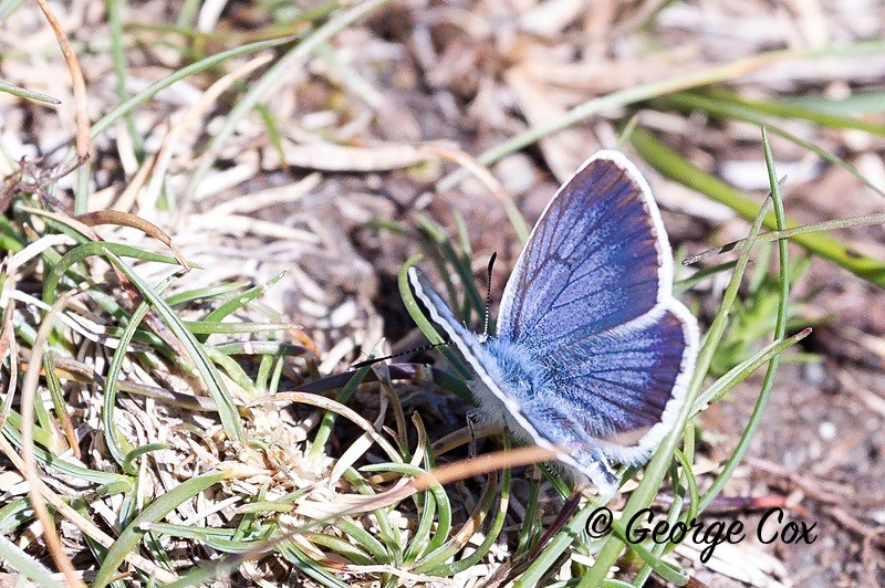 mazarine blue pyrenees