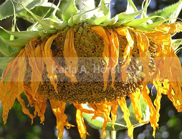Spent Sunflower - Photos