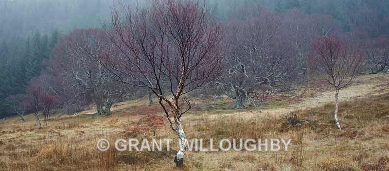 An Tealloch slopes in the mist - Woods Trees Gorges and Waterfalls