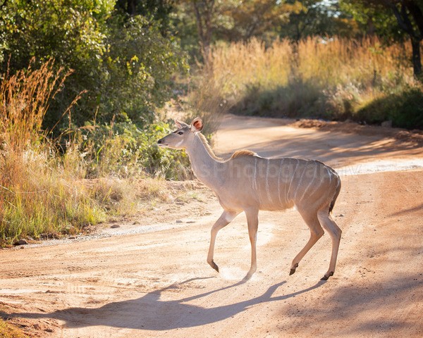 Africa Safari-85 - African Wildlife