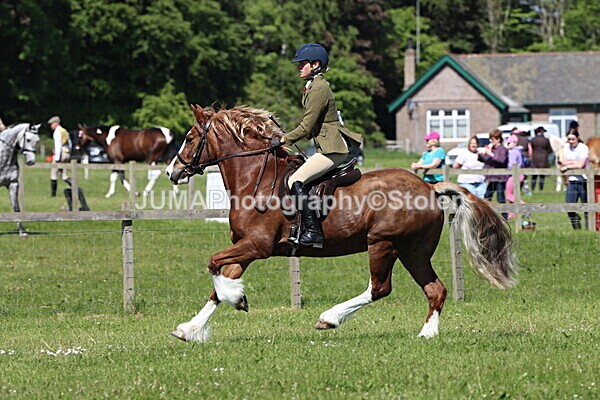 IMG_4345 - Working Hunter