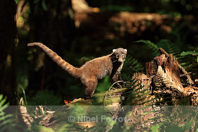 White-nosed Coati in rainforest, Playa Cativo, Costa Rica - Coati