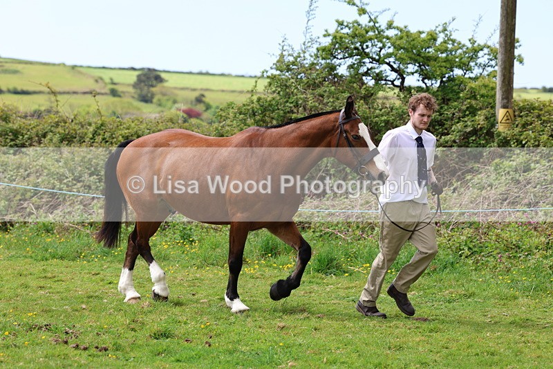 3E7A0479 - Class 20: Sports Horse