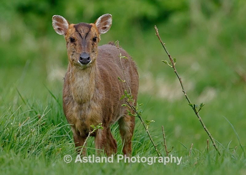 Astland Photography, Bird and Wildlife Images, Susan and Peter Wilson, U.K.