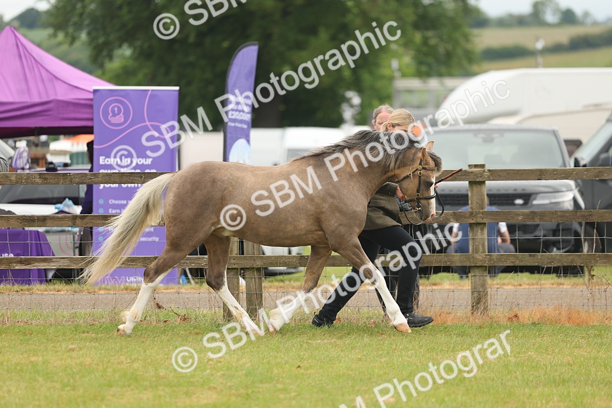 SBM_02119 - Class 50-57 - M&M Welsh Pony In Hand