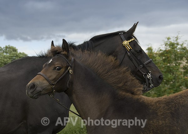 - Horses'n'Ponies