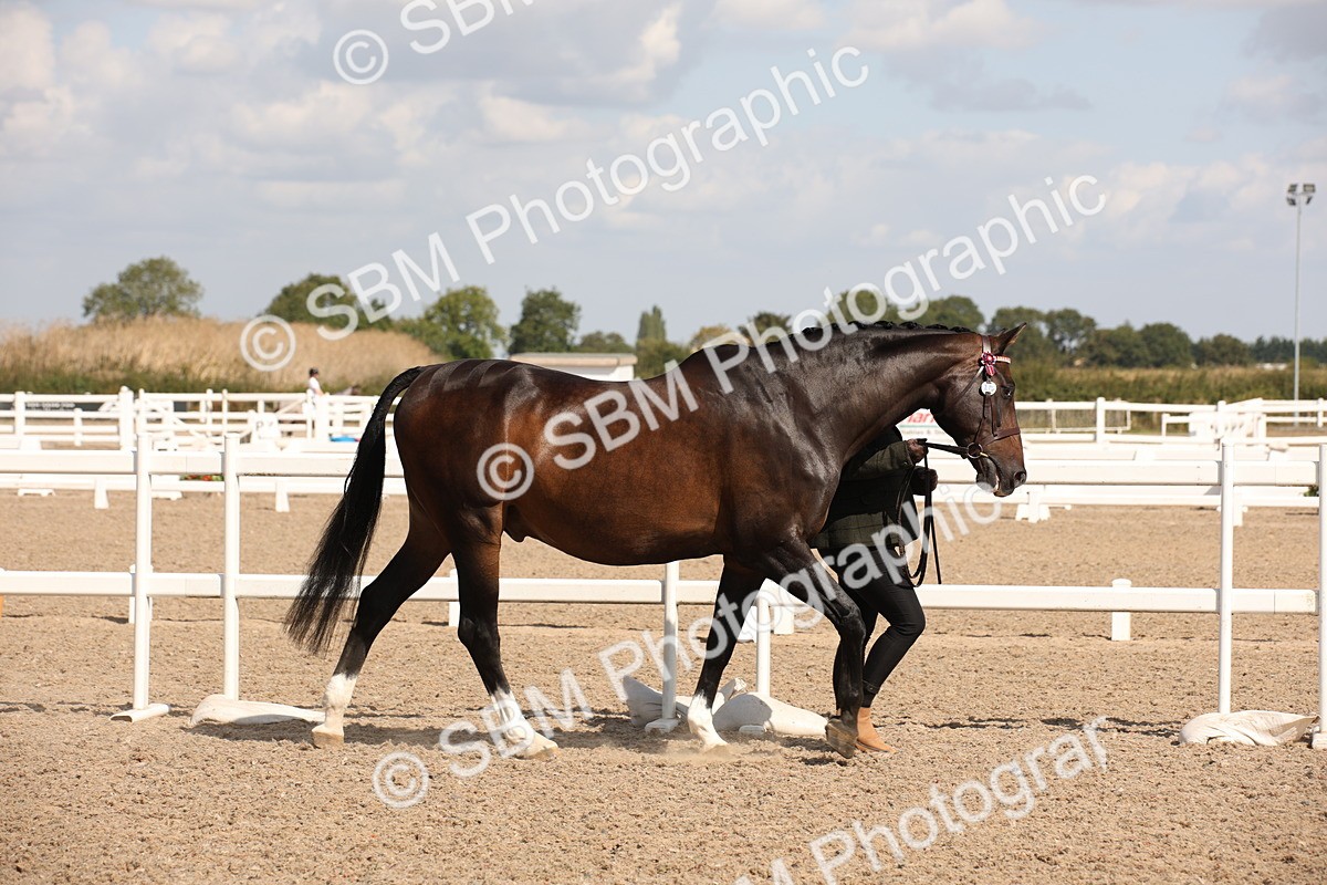 SBM_03377 - Class 18 Handsomest Gelding (IH or Ridden)