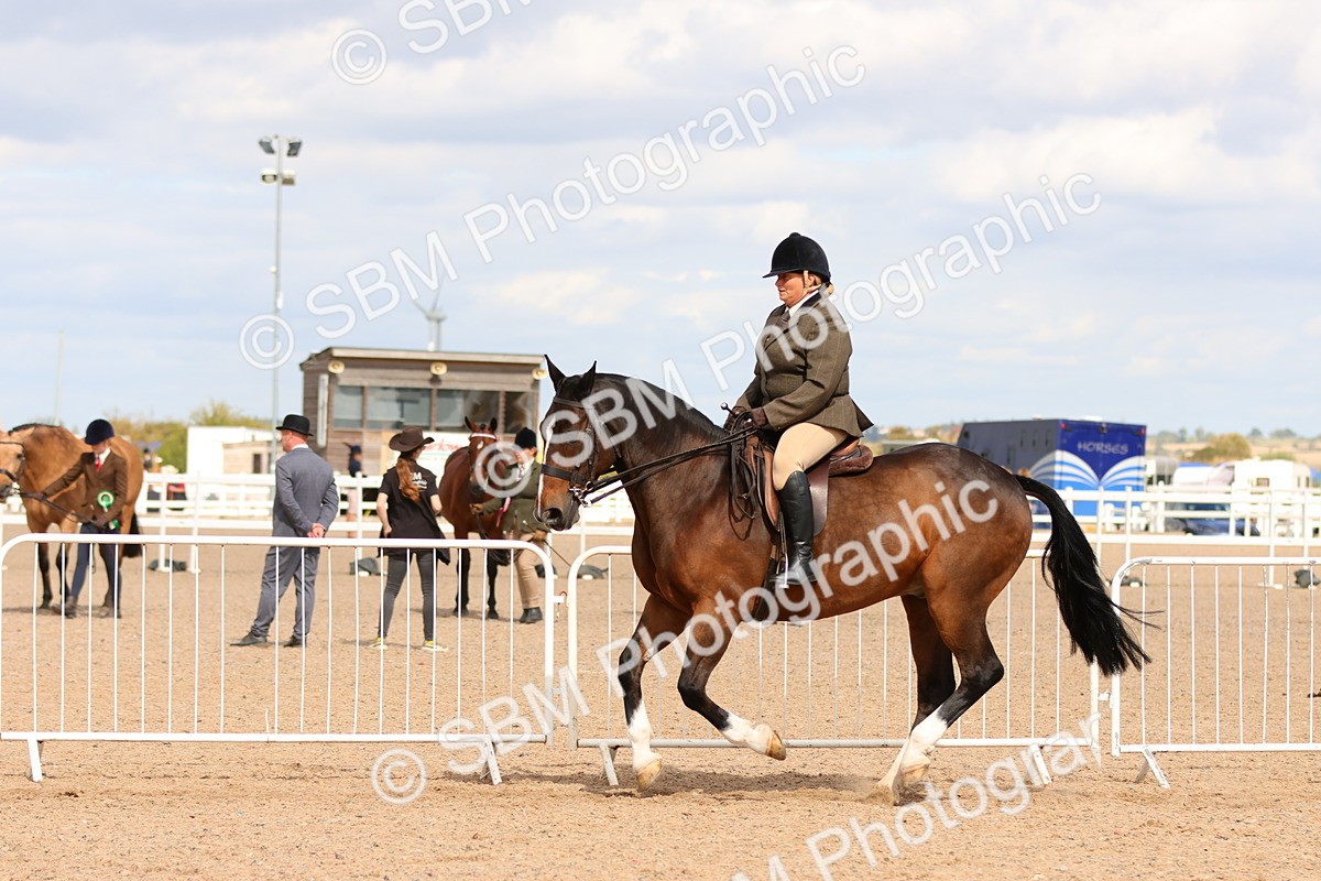SBM_15501 - Class 214 - Ridden Show Cob