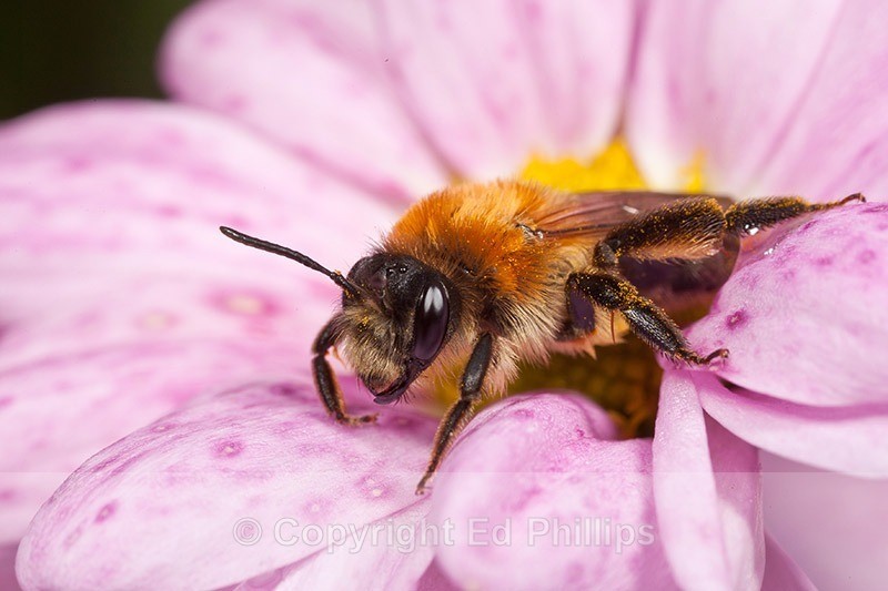 Andrena nitida (f) - Andrena nitida