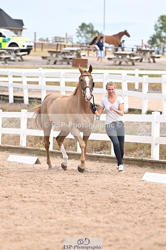 250716-153137-01975 - Trot Up 3.30 to 4.30