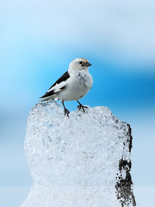 Snow Bunting on ice, Jokulsarlon, Iceland - Snow Bunting