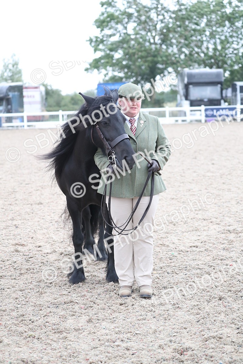 SBM_17992 - Class 317 IH Pure bred Horse/Pony