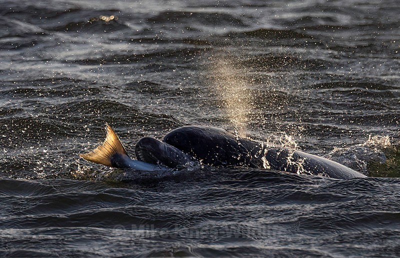 Chanory point, Bottle nose dolphins - Dolphins, Whales & Orcas. Scotland, Iceland, Azores & Madeira