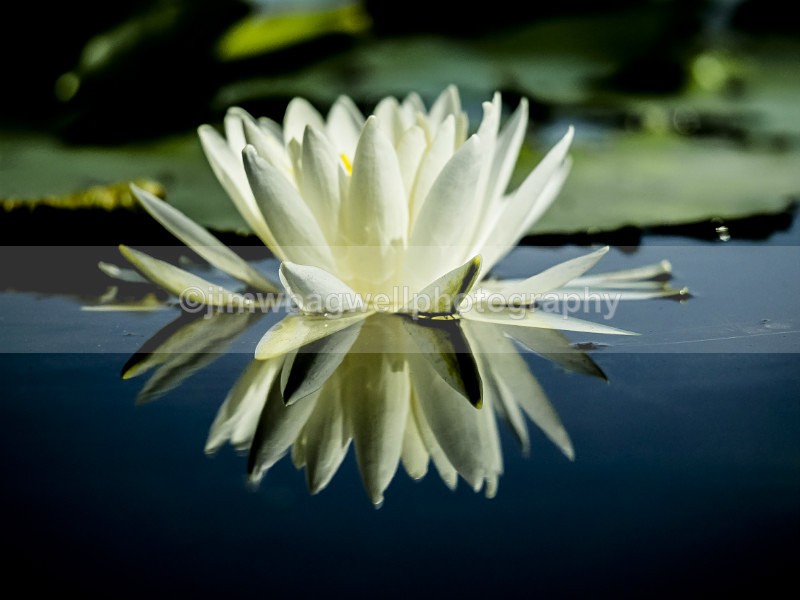 Blackwater Lily - The World Around Me