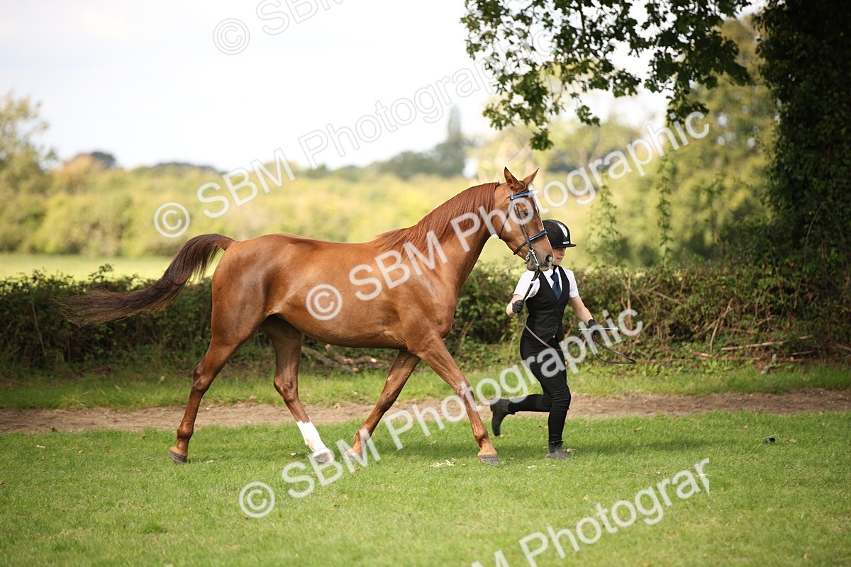 SBM_62926 - In Hand Horse Supreme Championship