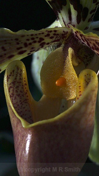Orchid, Kew - MACRO & CLOSE UPS 2
