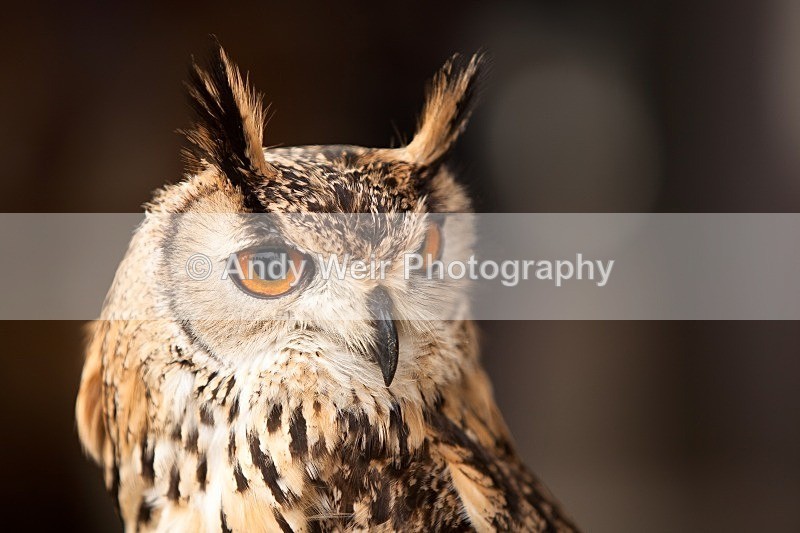 20120121-_MG_8750 - Eagle Owl