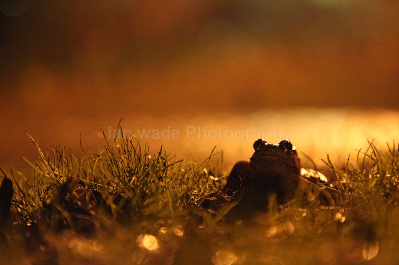  - Reptiles, amphibians & pond life, Great Britian