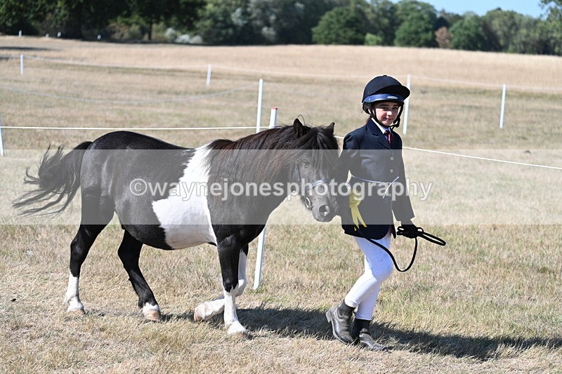 WJ7_1727 - Class 42 Most Handsome Gelding