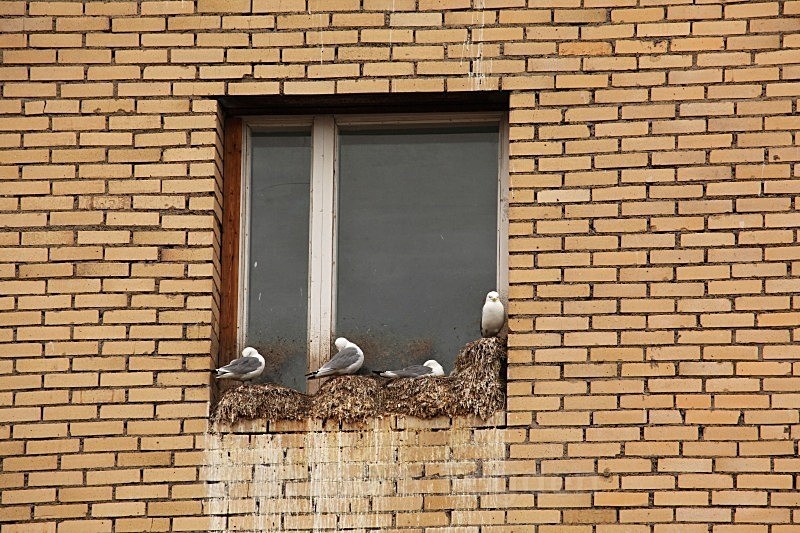 Kittiwakes in Pyramiden 8082 - Summer time