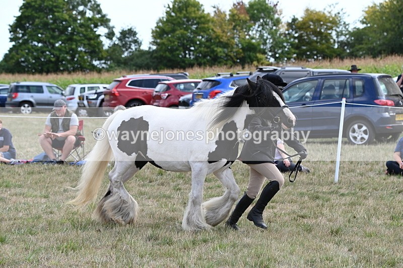 WJ6_6648 - Class 20 In-hand Cob