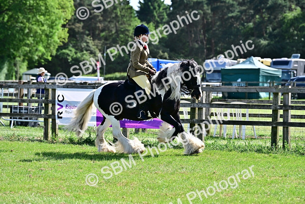 SBM_09317 - Class 63-65 - Traditional Gypsy Cobs In Hand & Ridden