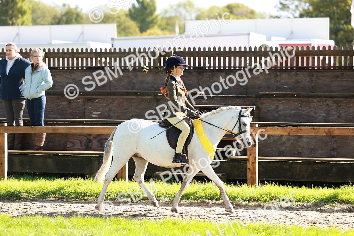 SBM_42128 - S32 - Mountain & Moorland Working Hunter Pony