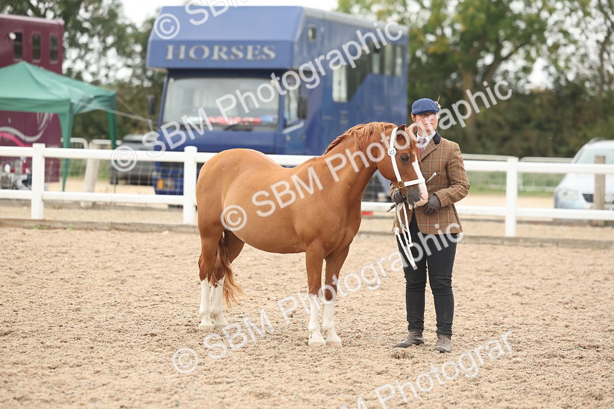 SBM_19428 - Class 317 - IH Pure Bred Horse-Pony