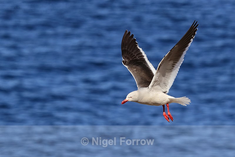 Dolphin Gull flying wings up, Carcass Island, Falklands - Dolphin Gull