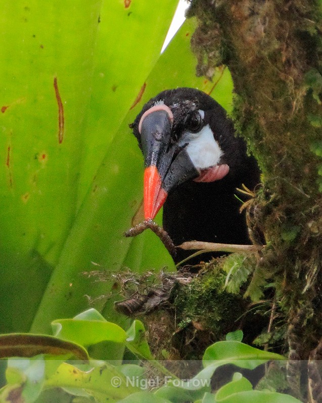 Montezuma Oropendola finds some food in a tree at Arenal - Montezuma Oropendola