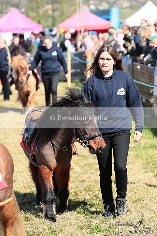 Shet 060426 59 - Shetland Pony Racing Paxford Races Easter Mon 06/04/26