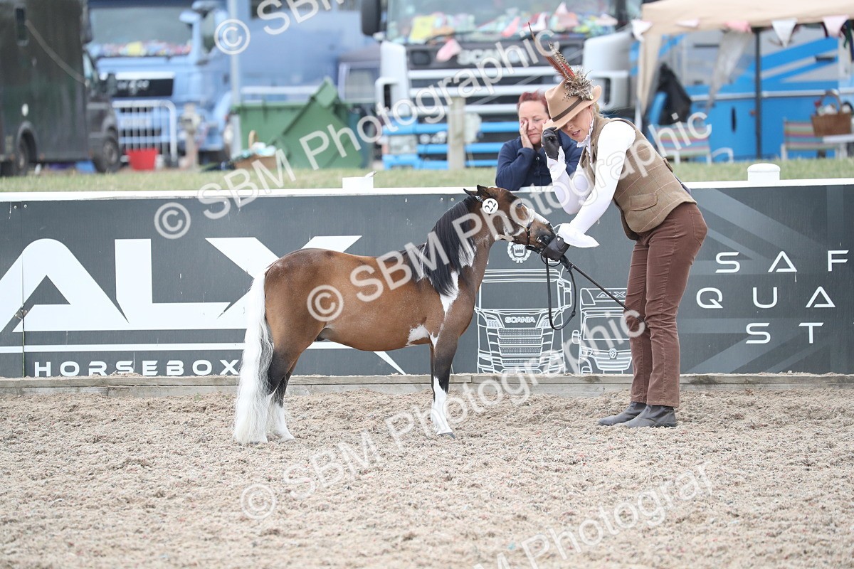 SBM_17944 - Class 317 IH Pure bred Horse/Pony