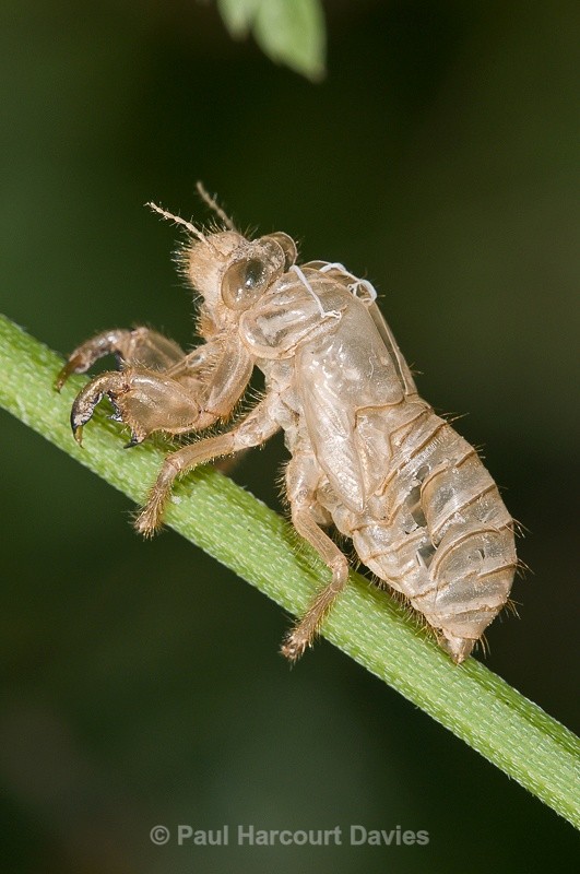  - Bugs: Macro insects