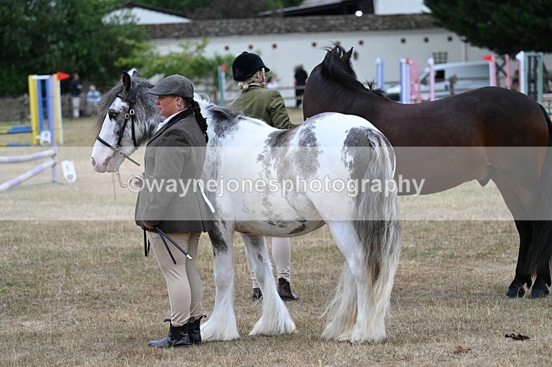 WJ7_9540 - Class 5 Most Handsome Gelding (up to 14.2hh)