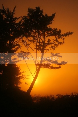 Late Evening - Seasonal