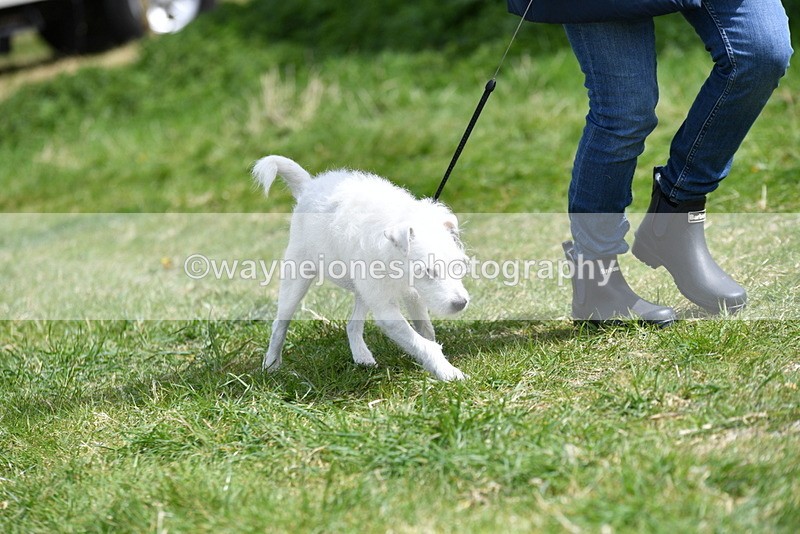 WJ5_0401 - Class 7 Best Terrier