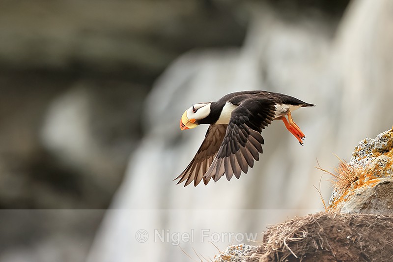 Horned Puffin just after takeoff, Duck Island, Alaska - Horned Puffin
