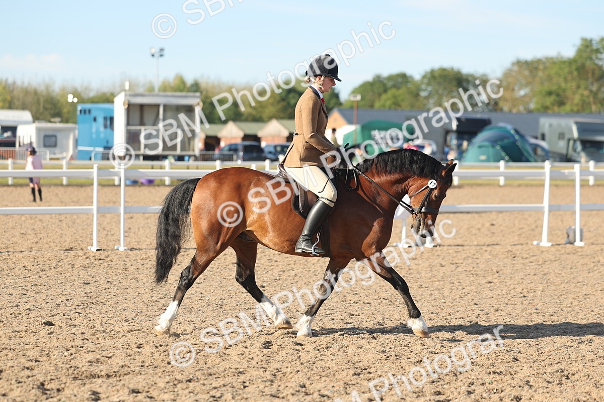 SBM_11007 - Class 302 - Ridden M&M Large Breeds